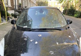 ¿Sabías que el excremento de pájaro artificial puede cuidar la pintura de tu auto?